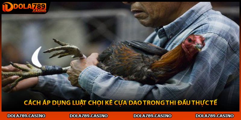 Cách áp dụng luật chọi kê cựa dao trong thi đấu thực tế