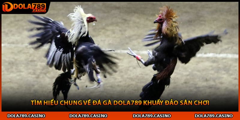 Tìm hiểu chung về đá gà Dola789 khuấy đảo sân chơi